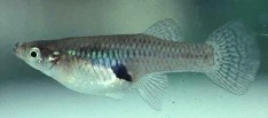 This is a picture of gambusia minnow used for stocking ponds