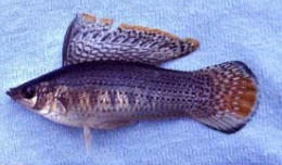 This is a picture of giant sailfin mollie minnow used for stocking ponds