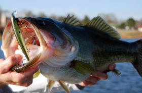 large mouth bass caught at cotulla fish hatchery & rv park 