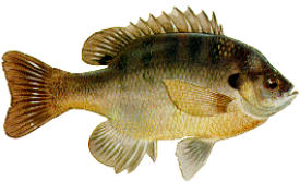 This is a picture of copper nose bluegills used as a forage fish for largemouth bass