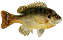 This is a picture of copper nose bluegills used as a forage fish for largemouth bass